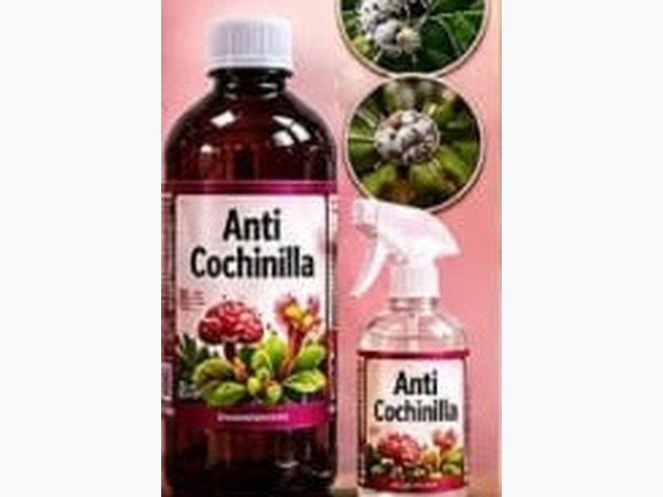 Anti-mealybug treatment