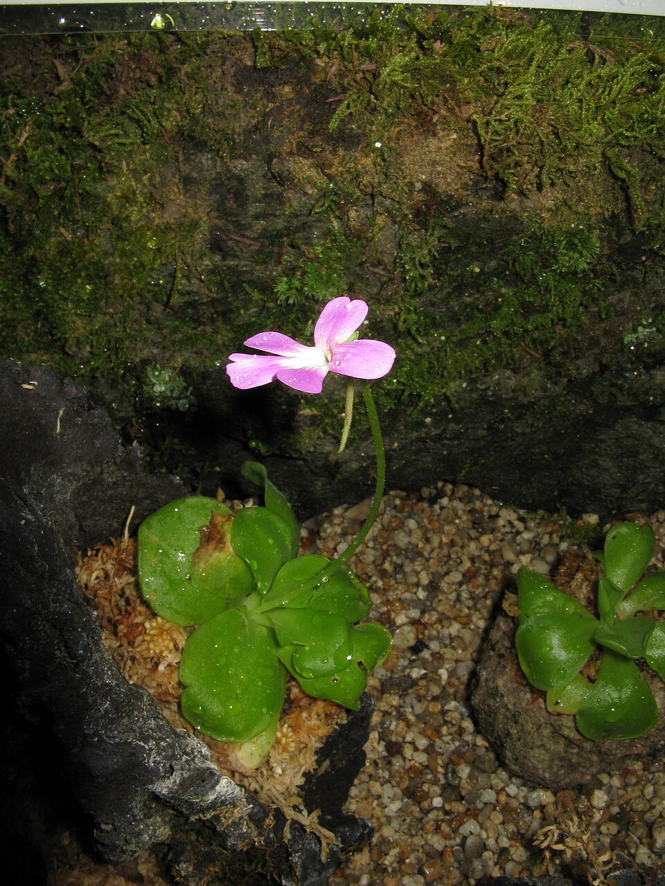 Butterwort - Sethos