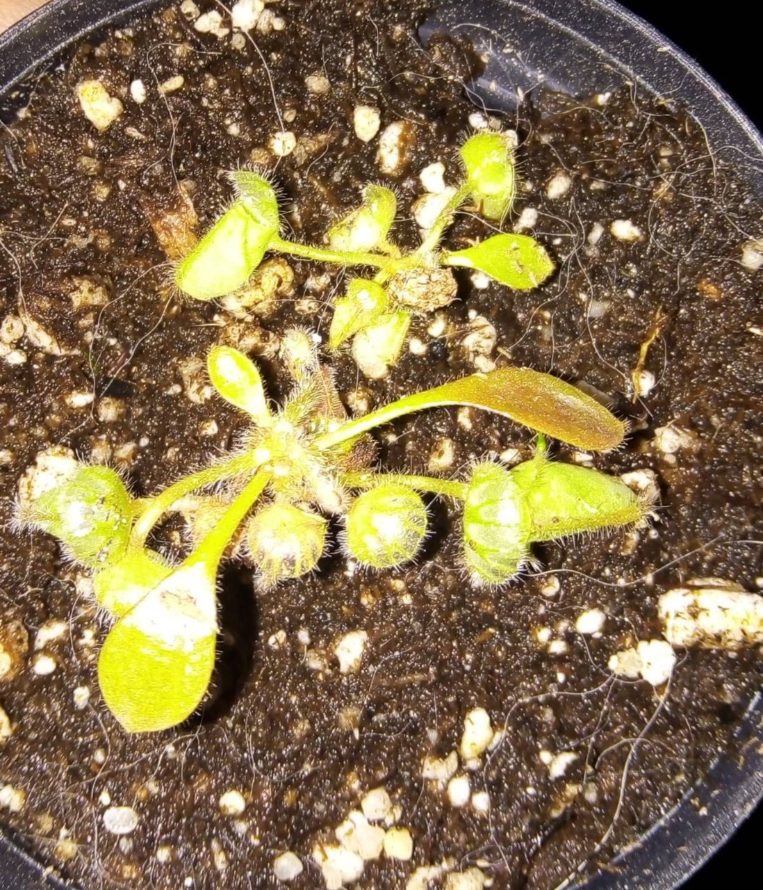 Cephalotus follicularis - Albany Pitcher Plant