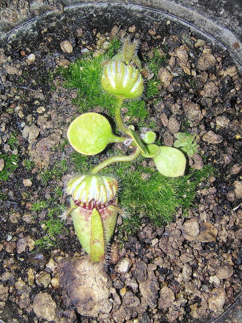 Cephalotus follicularis 'Dudley Watts'