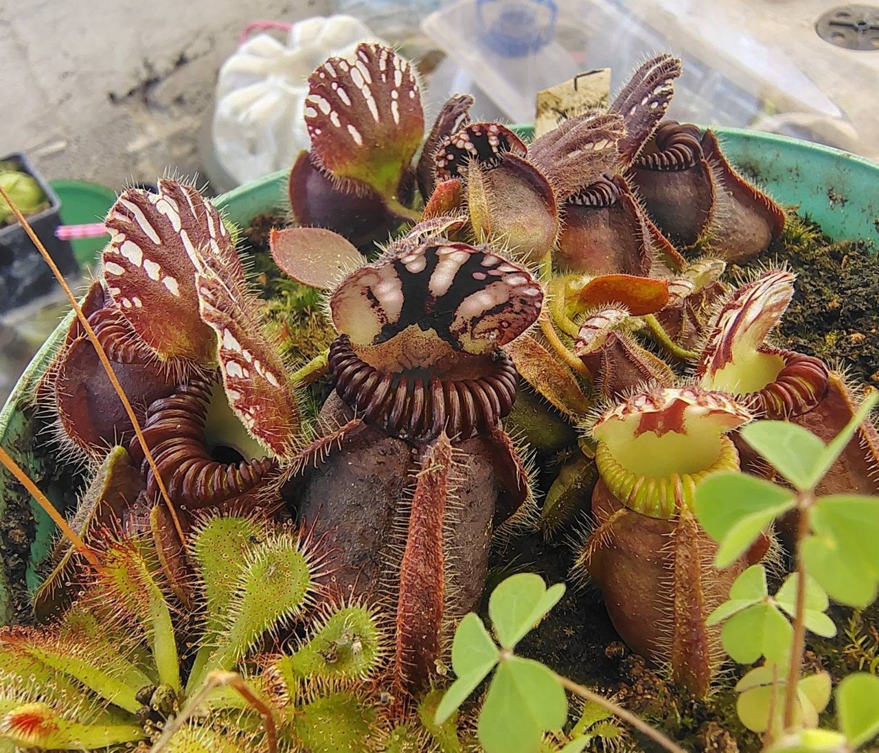 Cephalotus follicularis 'Hummer's Giant'