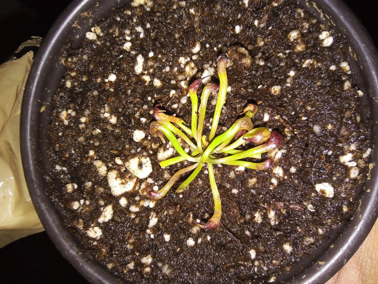 Darlingtonia californica - Cobra Lily