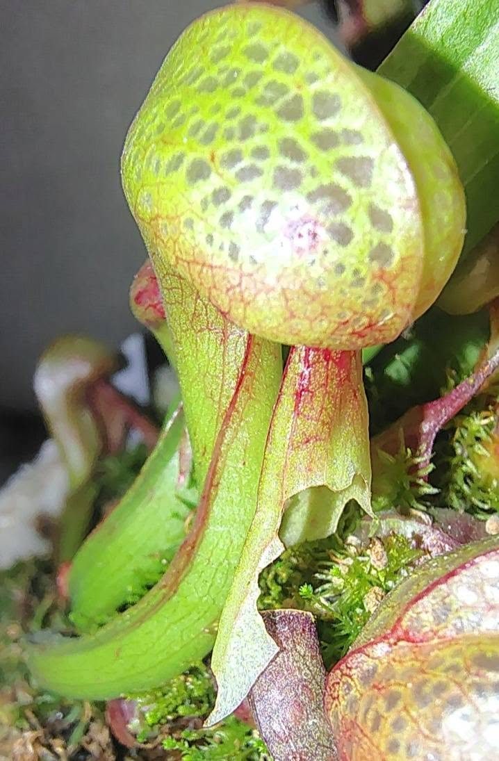 Darlingtonia californica 'Toothy Goldmine'
