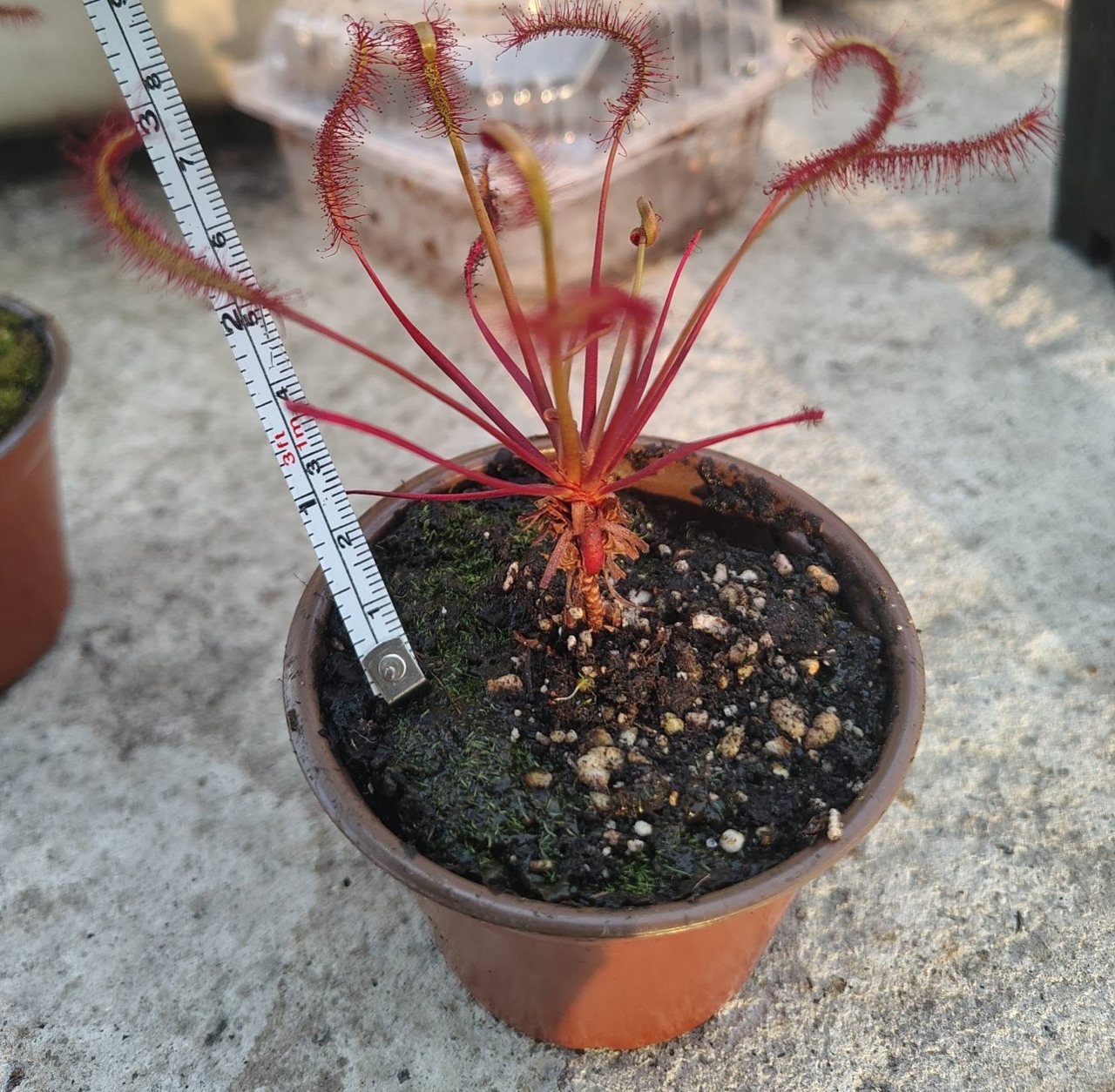 Drosera capensis 'All Red'