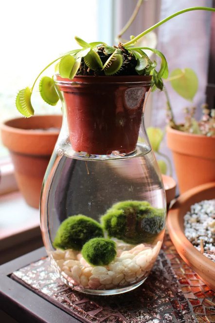 Marimo moss ball set