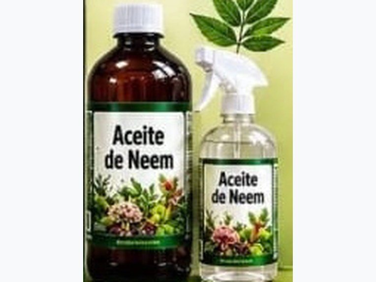 Neem oil