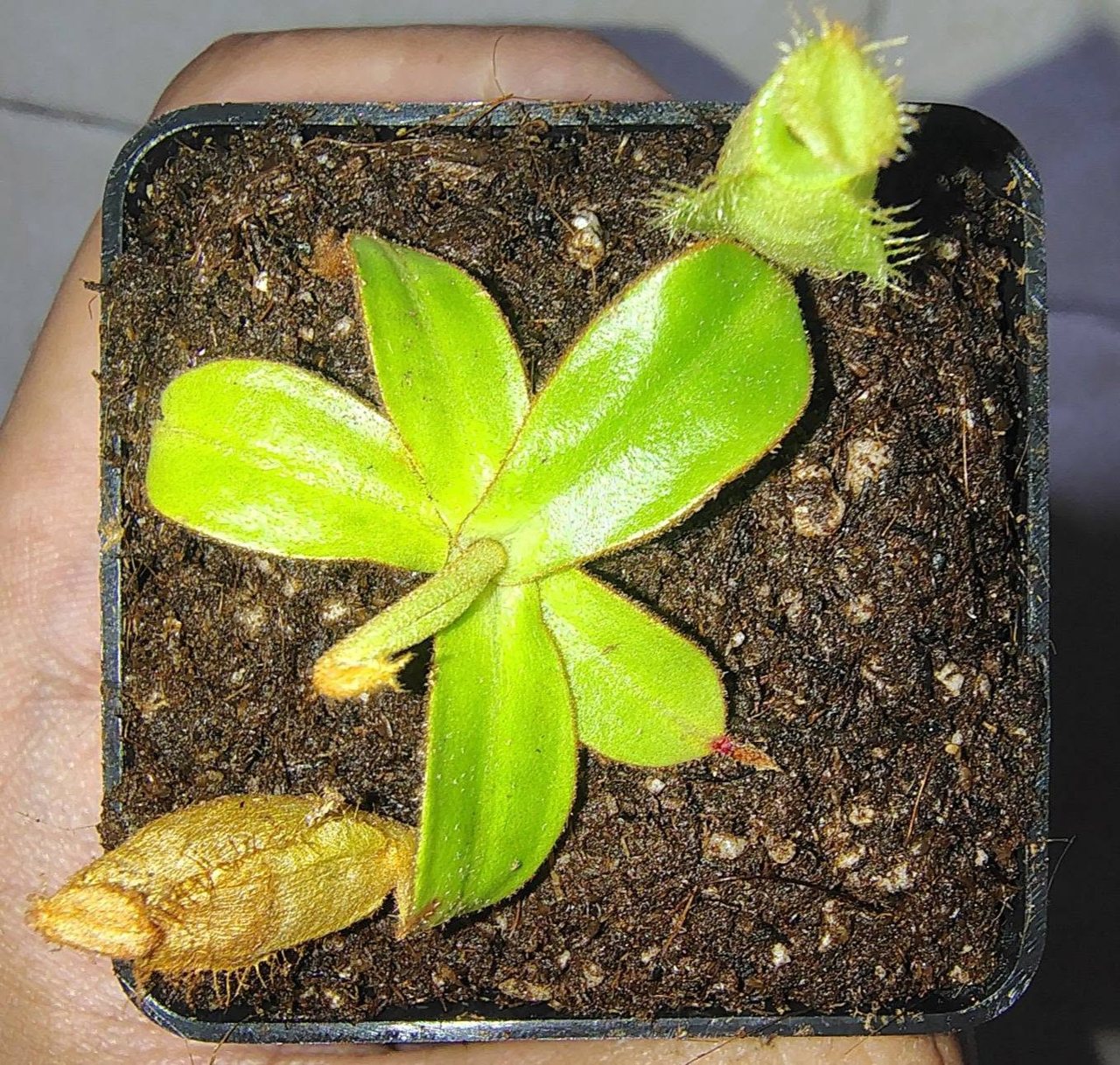 Nepenthes ampullaria