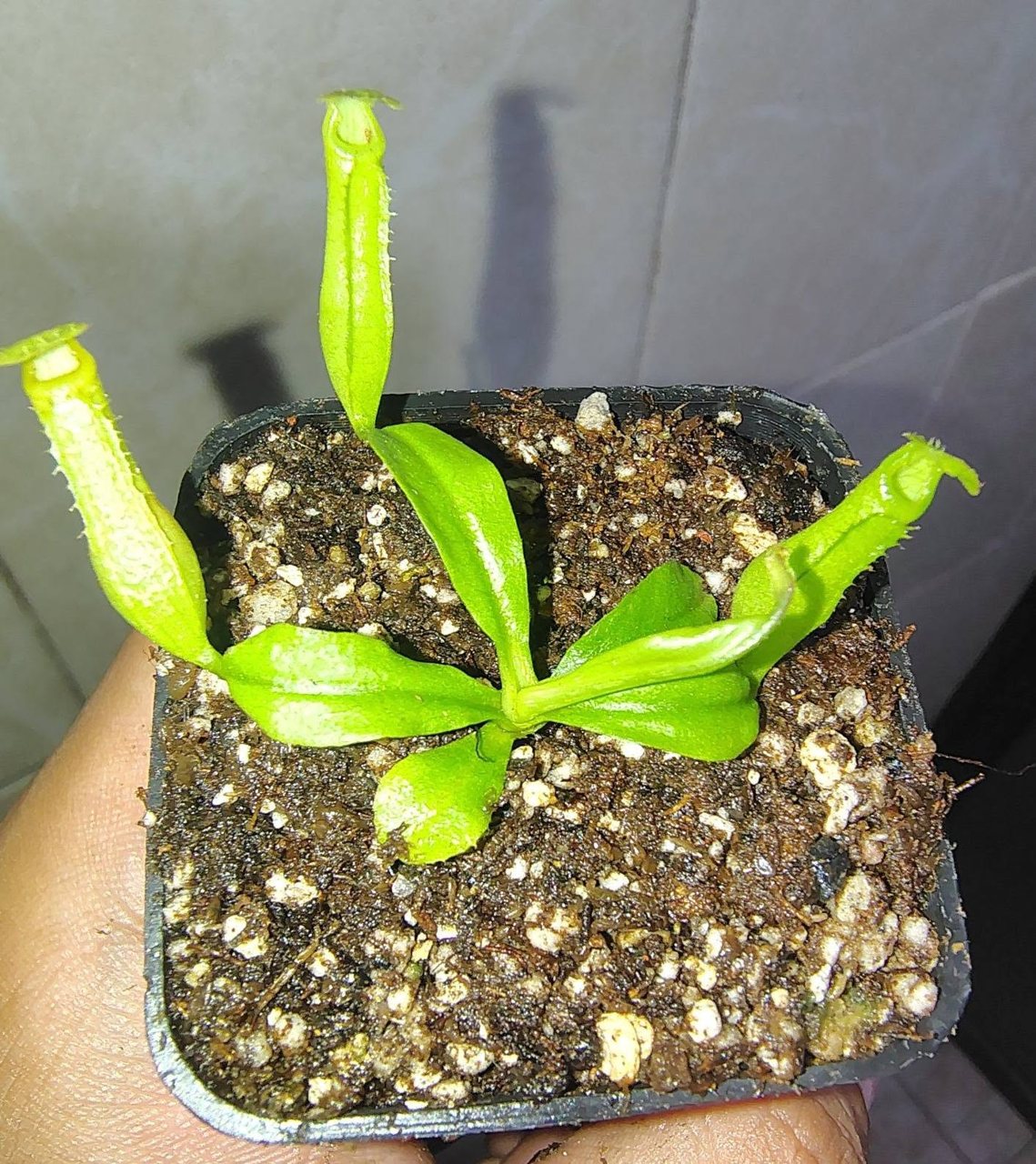Nepenthes bicalcarata