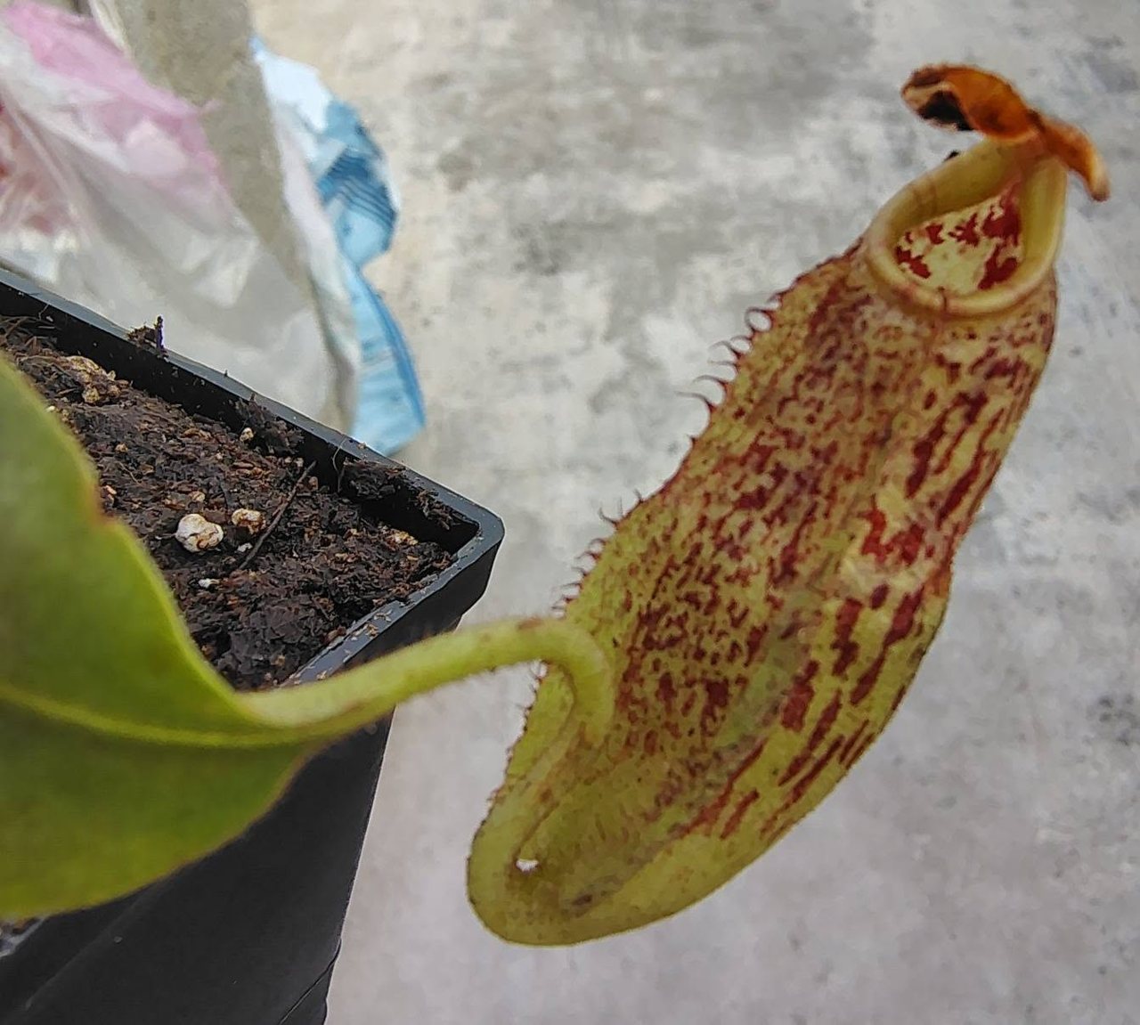 Nepenthes eymae