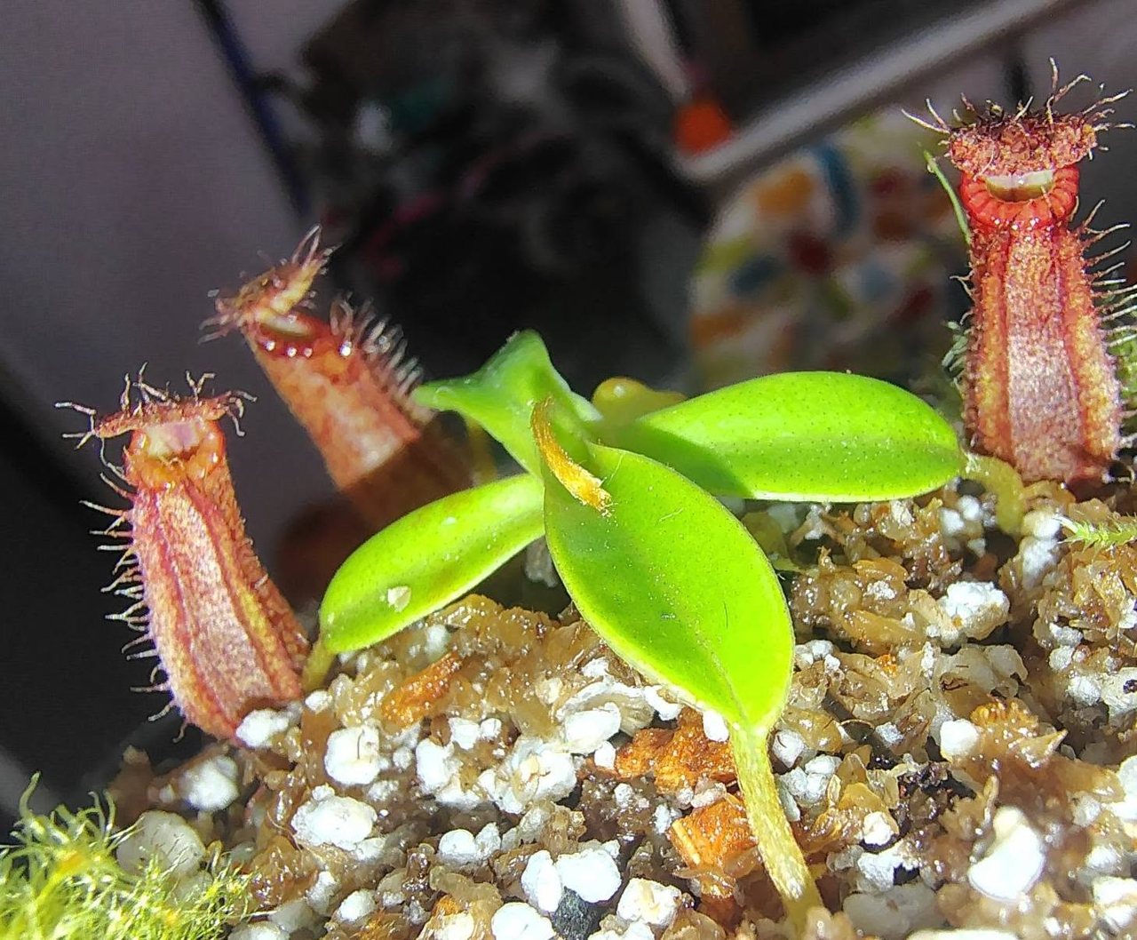 Nepenthes hamata hybrids (to order)