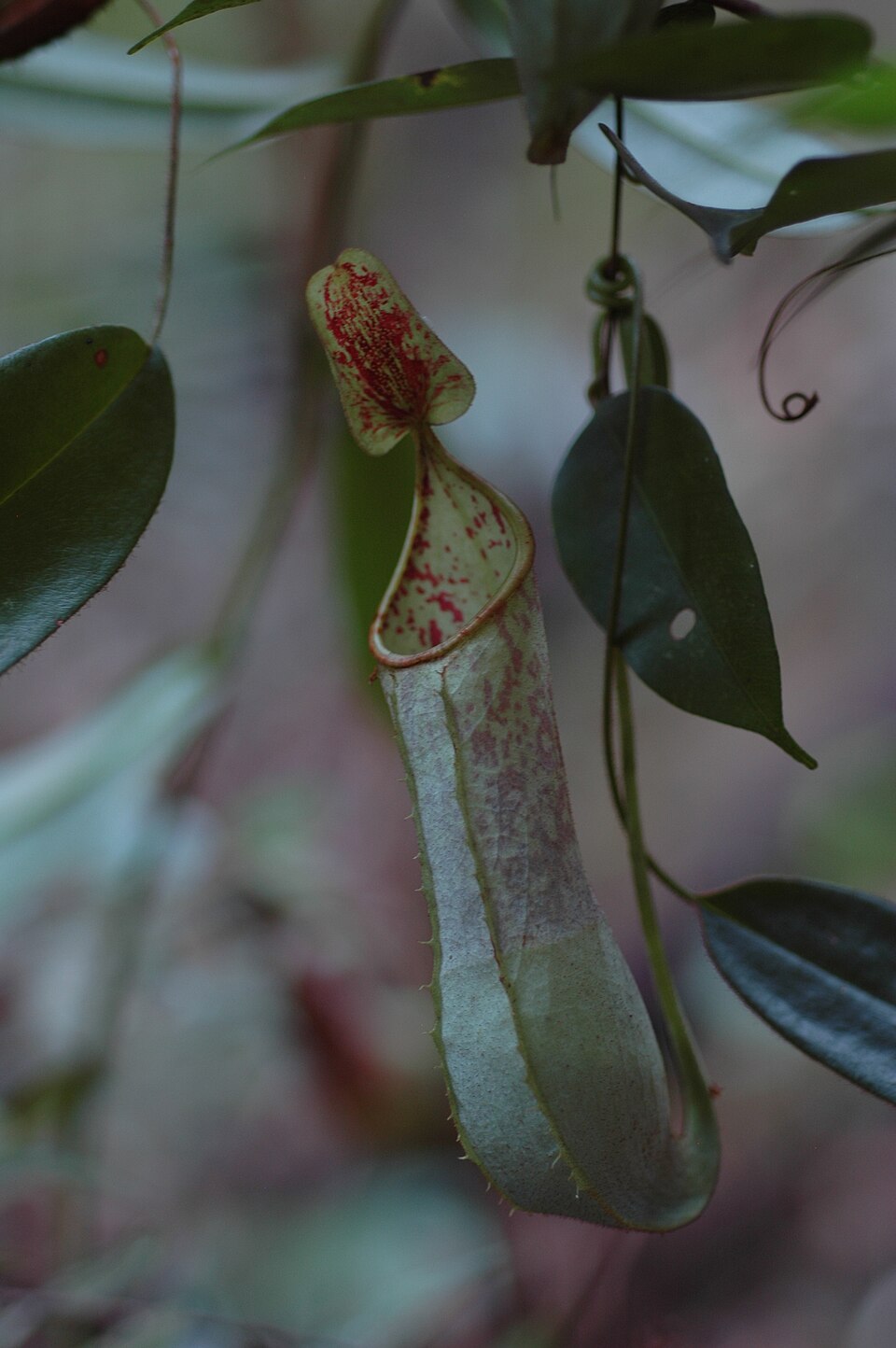 Nepenthes hispida (Beck)
