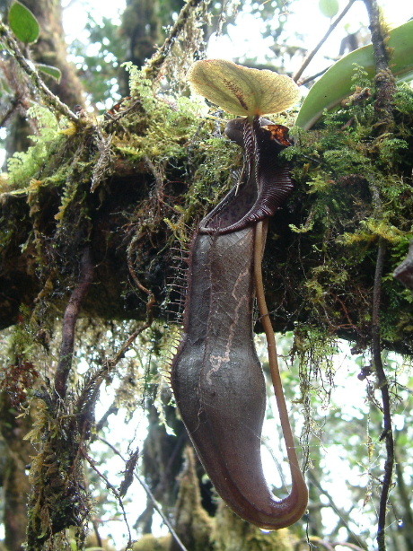 Nepenthes izumiae