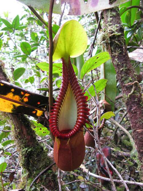 Nepenthes macrophylla (to order)