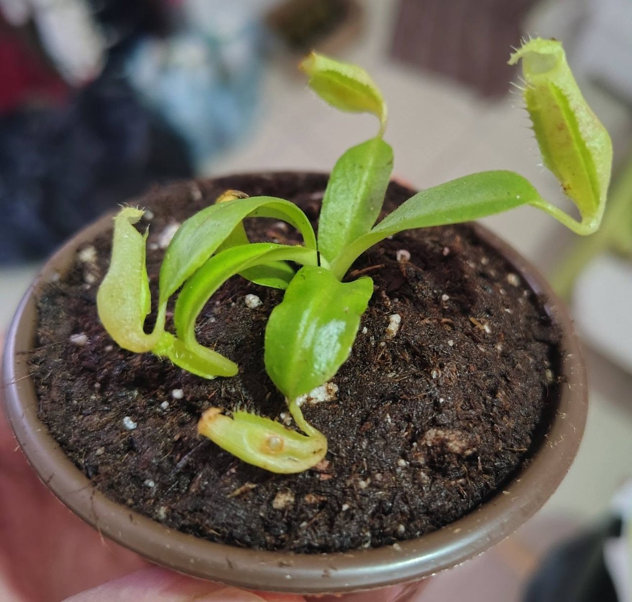 Nepenthes maxima