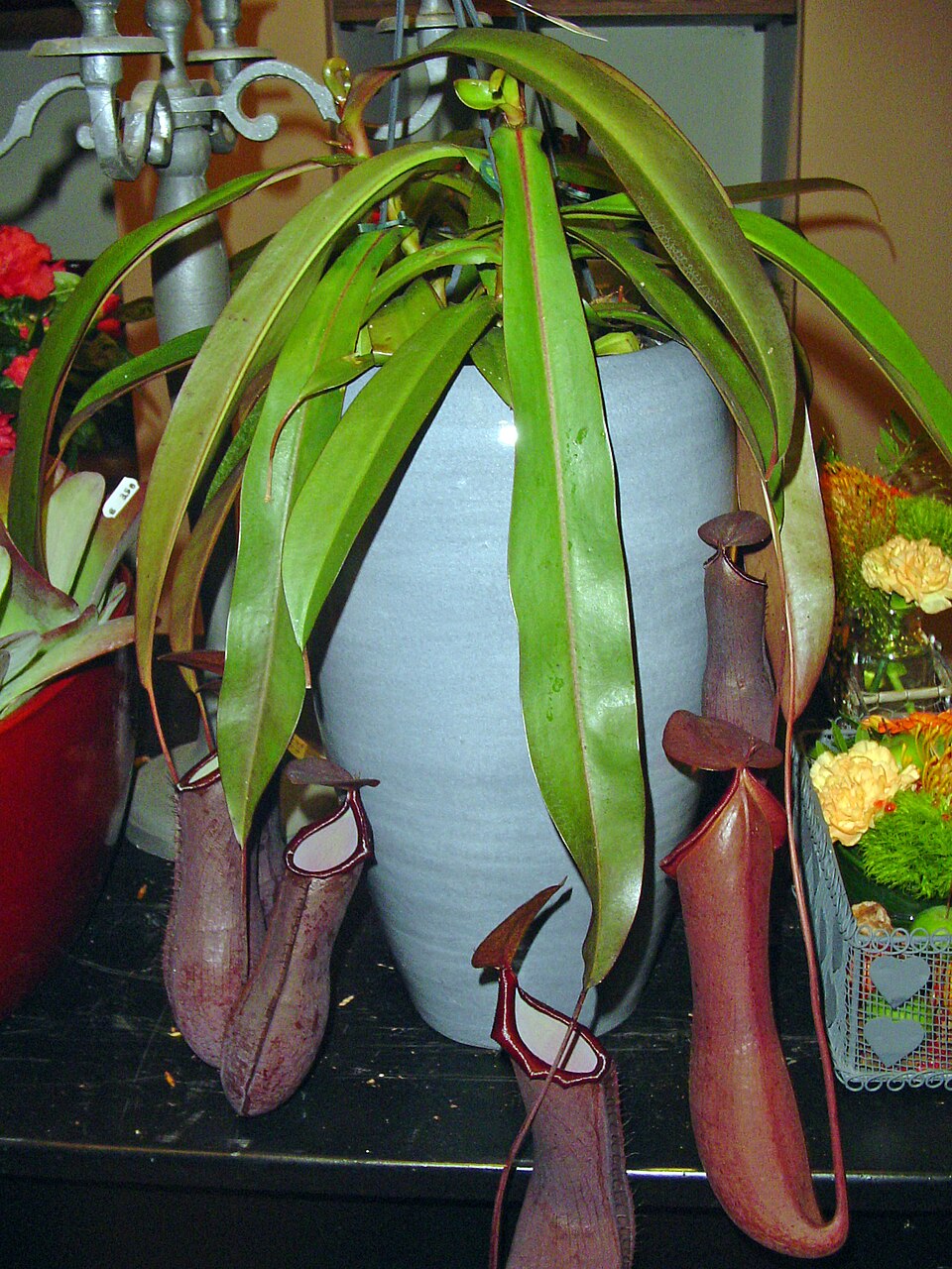 Nepenthes 'Rebecca Soper'
