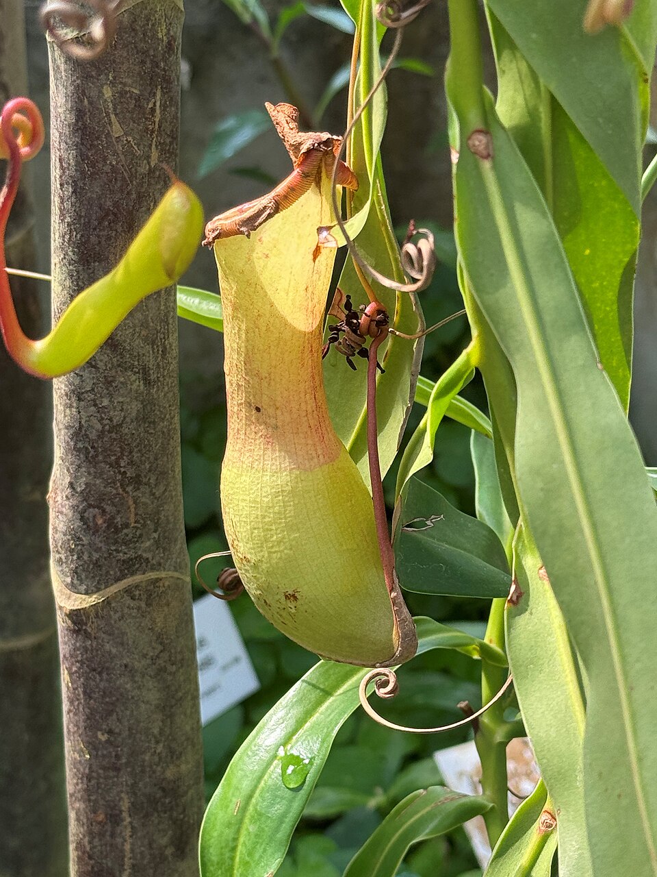 Nepenthes - Tropical Monkey Cup