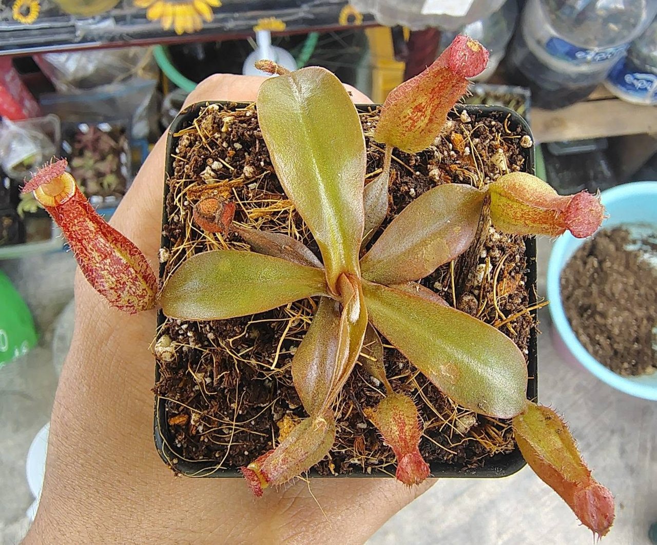 Nepenthes x 'Bloody Mary'