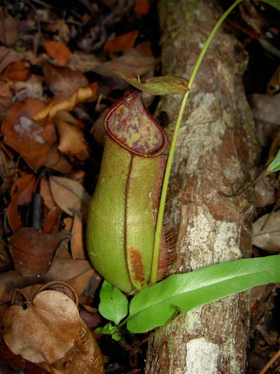 Nepenthes x cantleyi