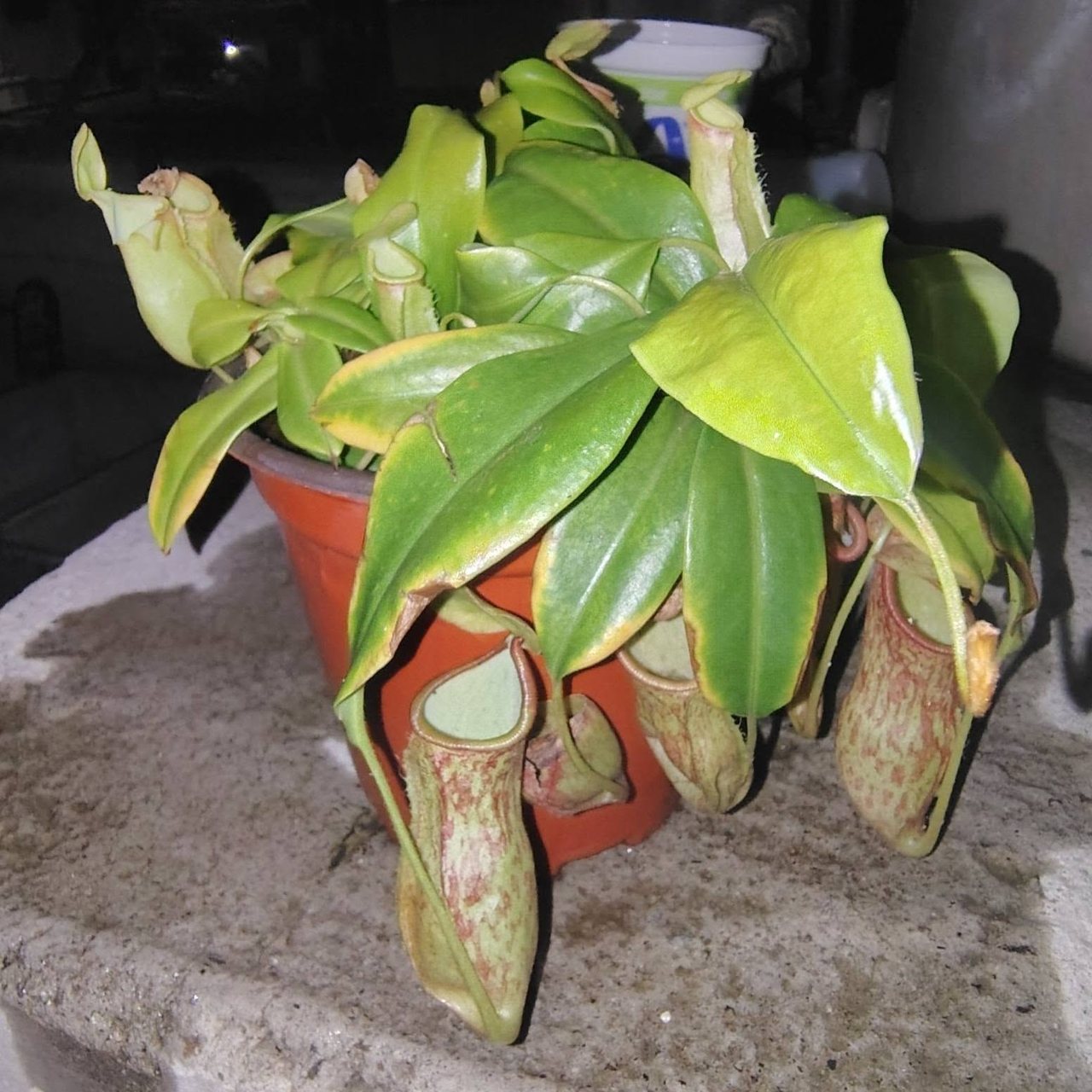 Nepenthes x 'Gaya'