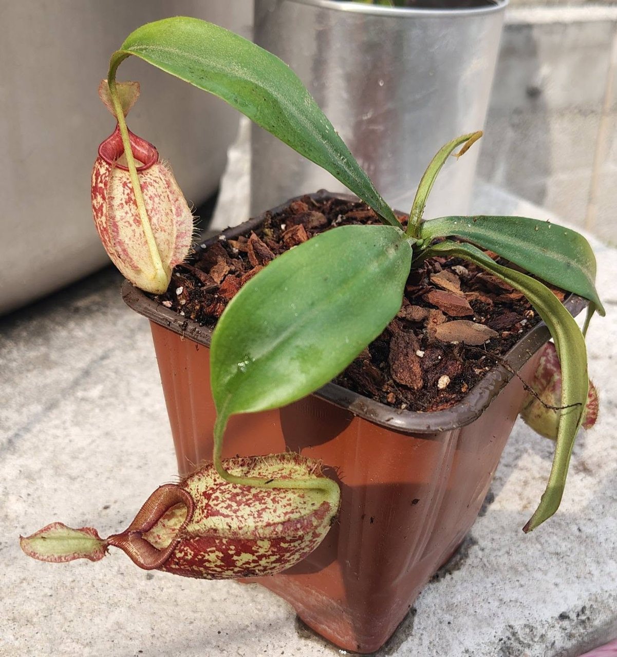Nepenthes x hookeriana