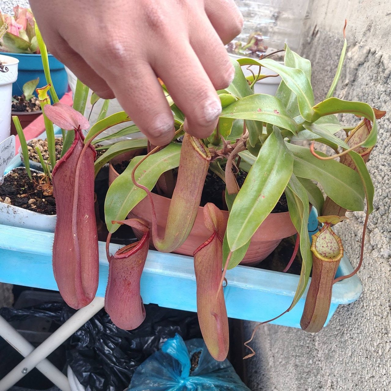 Nepenthes x 'Linda'