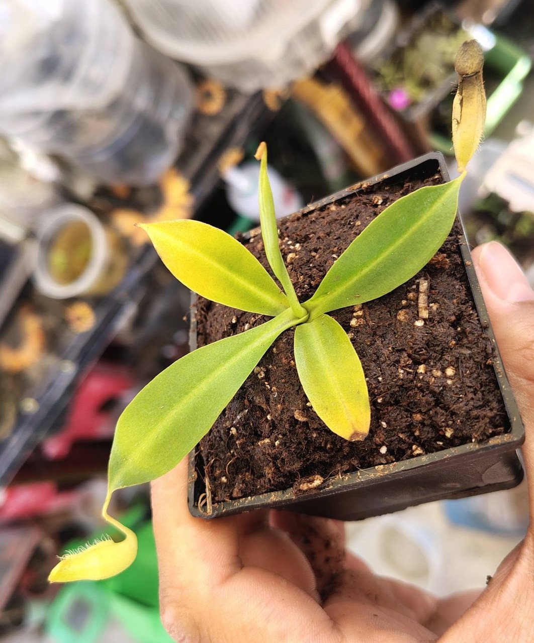 Nepenthes x 'Miranda'