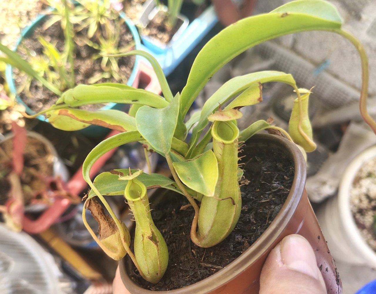 Nepenthes x ventrata