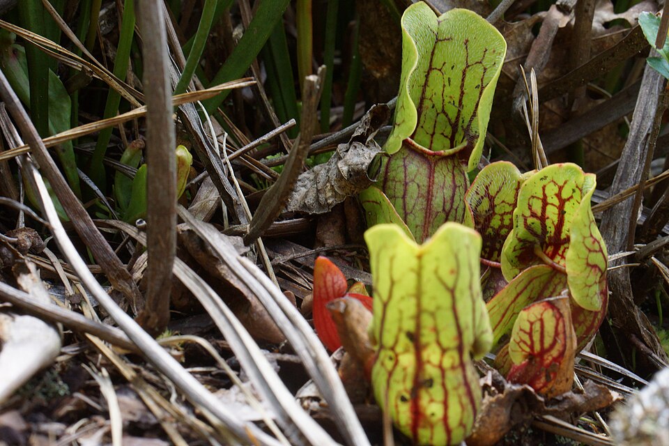 Sarracenia - Purple Pitcher Plant