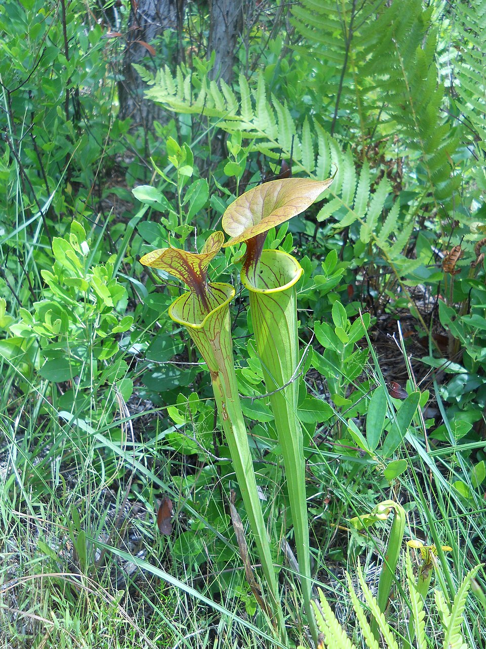Sarracenia - Yellow Trumpet
