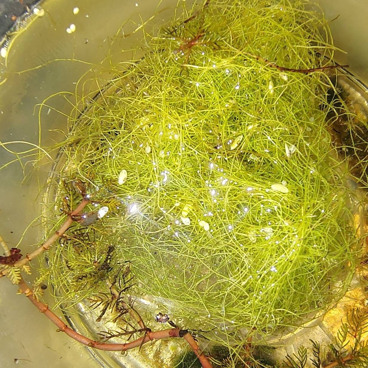 Utricularia gibba (bladderwort portion)