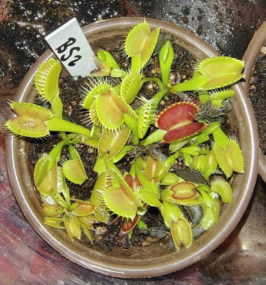 Venus Flytrap - B52