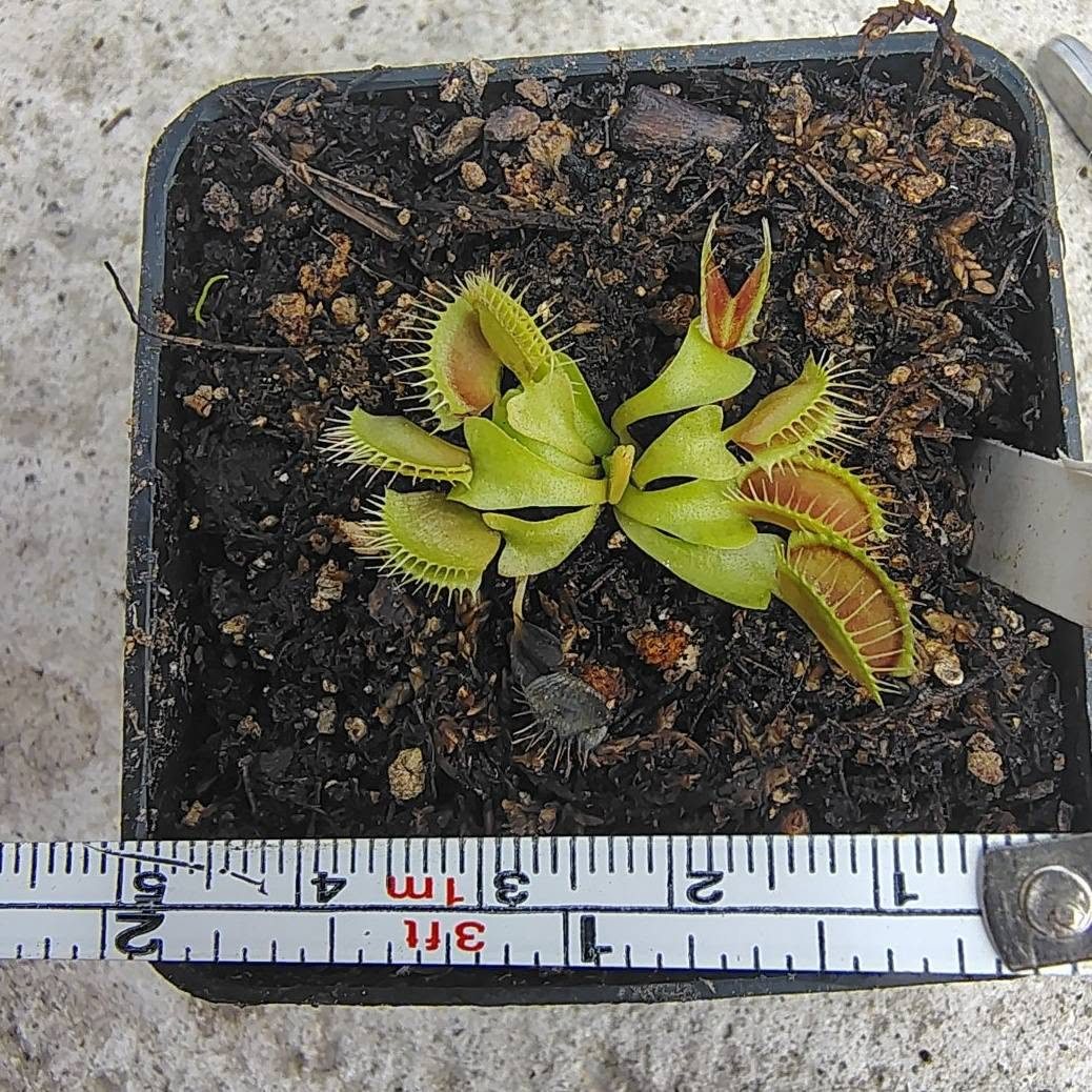 Venus Flytrap - Bimbo