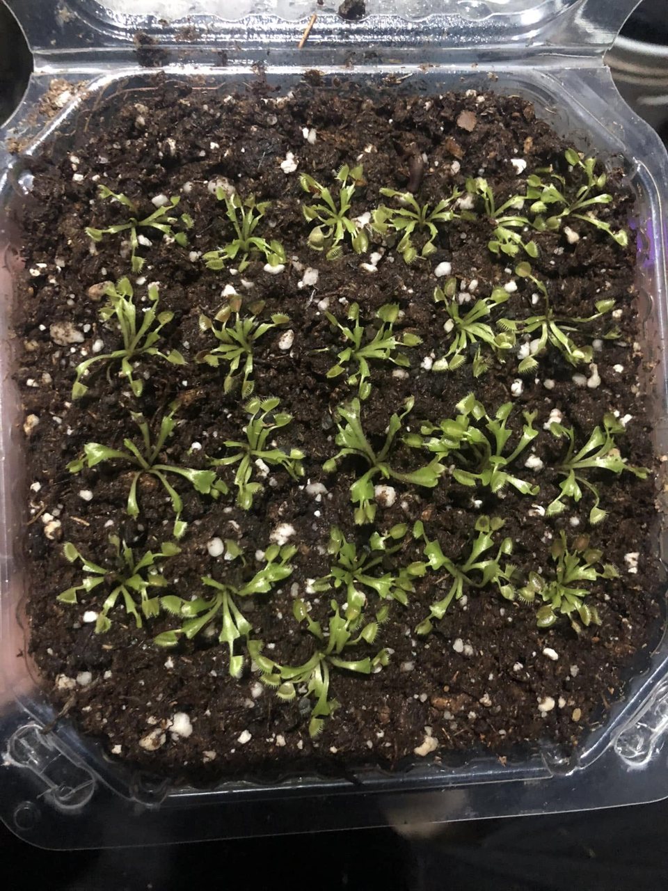 Venus Flytrap - Cup Traps
