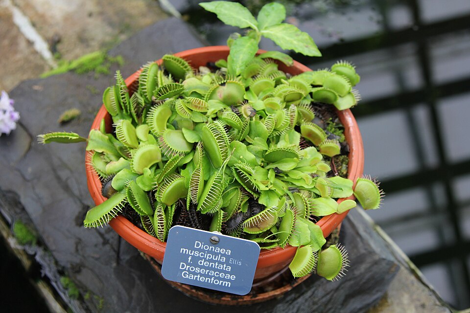 Venus Flytrap - Dentate