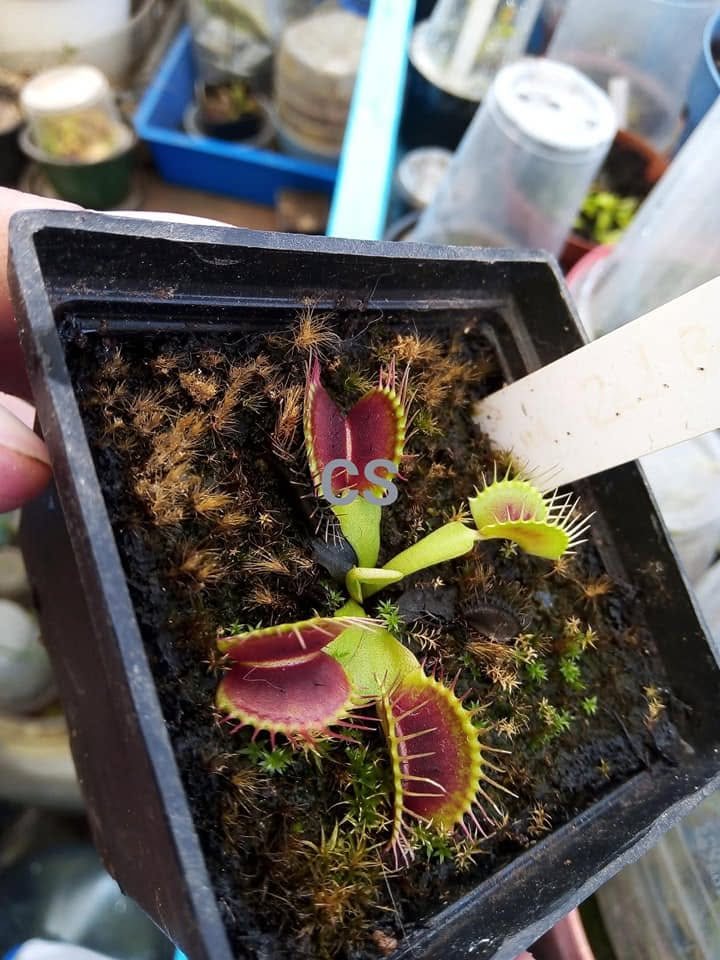 Venus Flytrap - DM Red