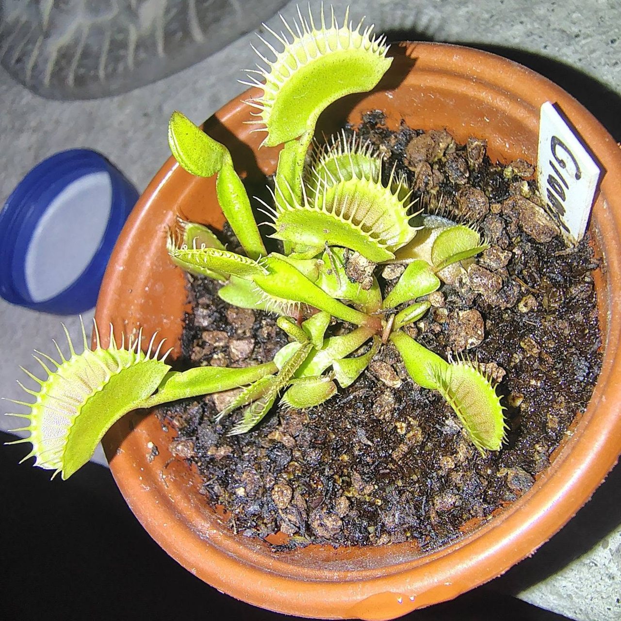 Venus Flytrap - Giant Form
