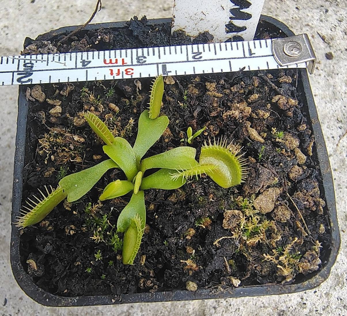 Venus Flytrap - Ginormous