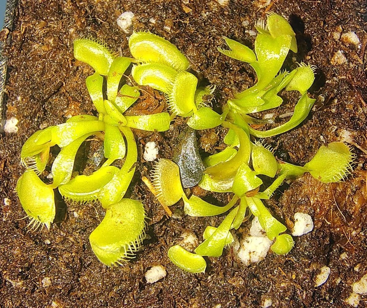 Venus Flytrap - Jaws Smiley