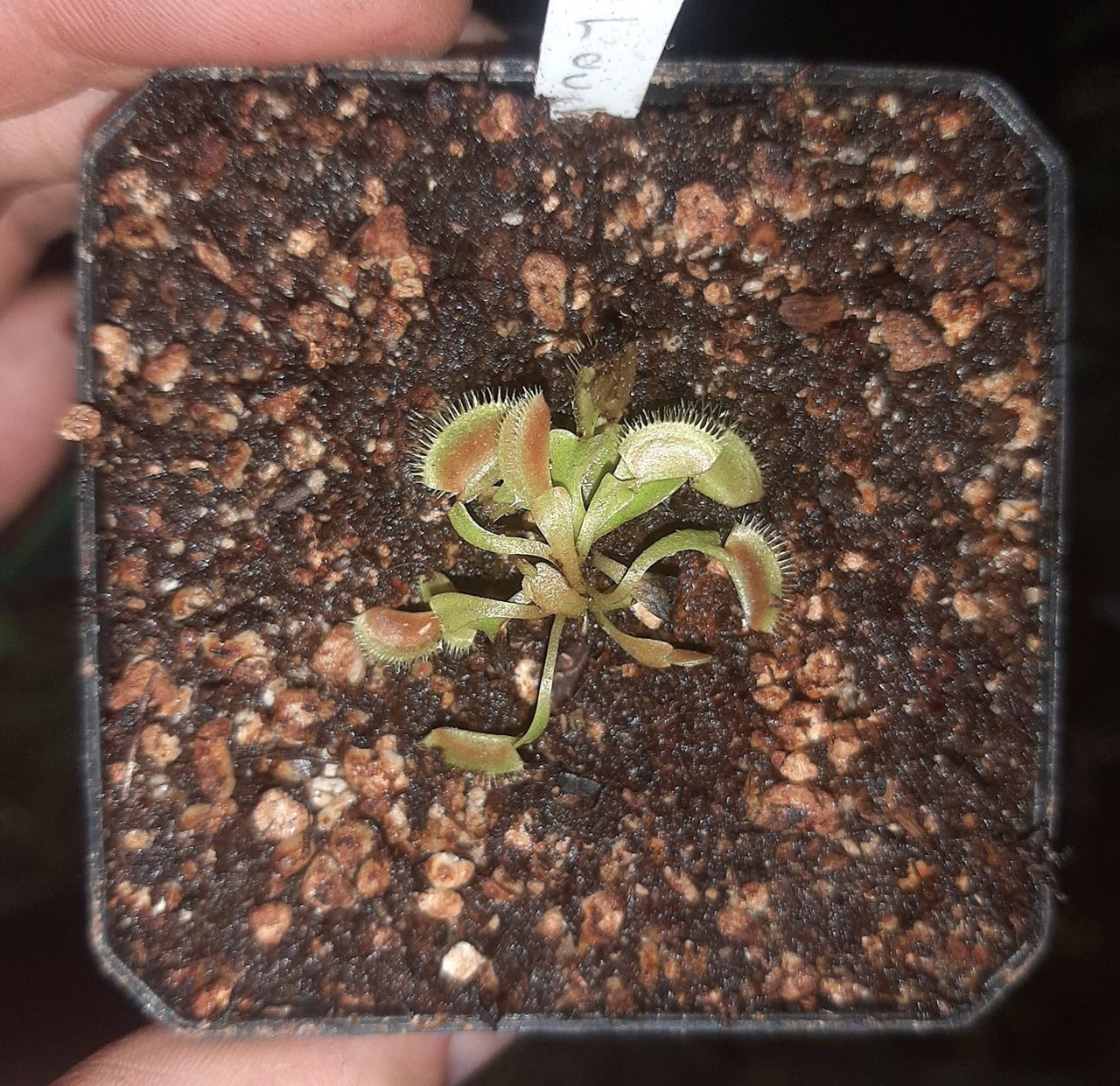 Venus Flytrap - Louchapates