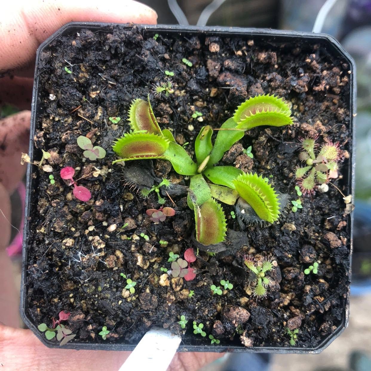 Venus Flytrap - Piranha