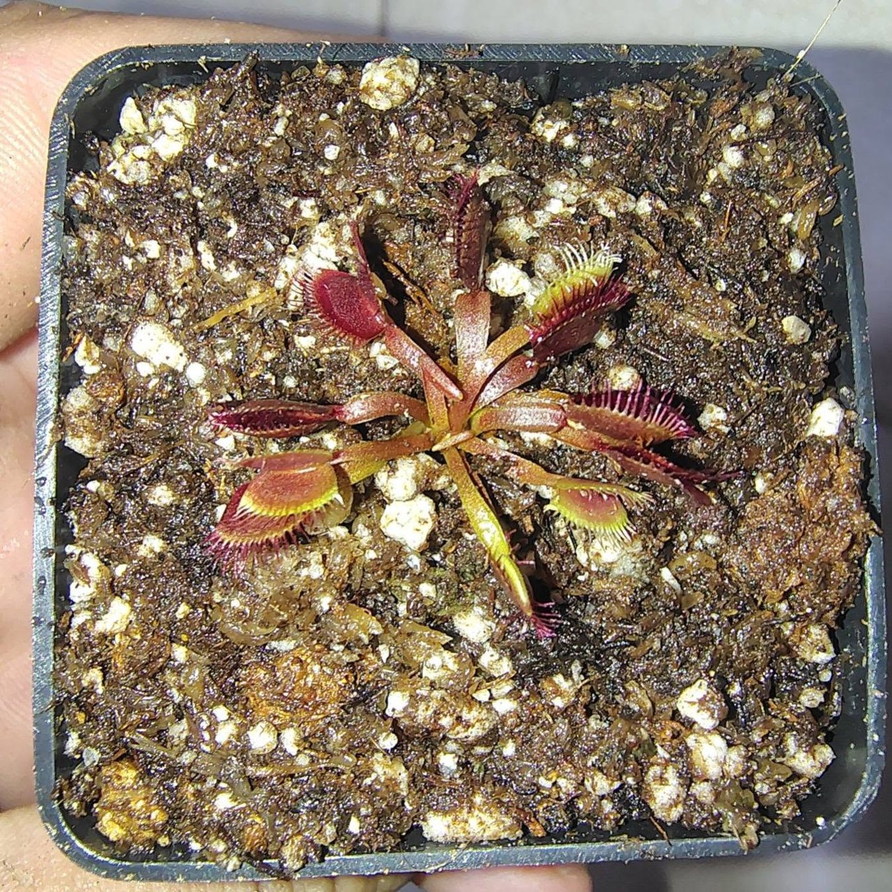 Venus Flytrap - Royal Red