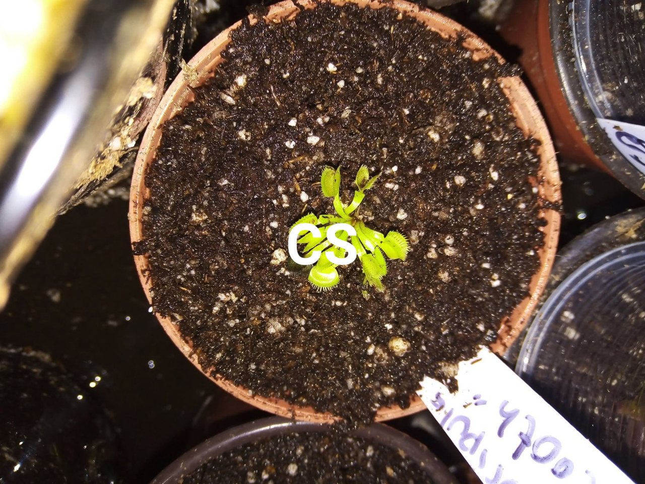 Venus Flytrap - Sawtooth