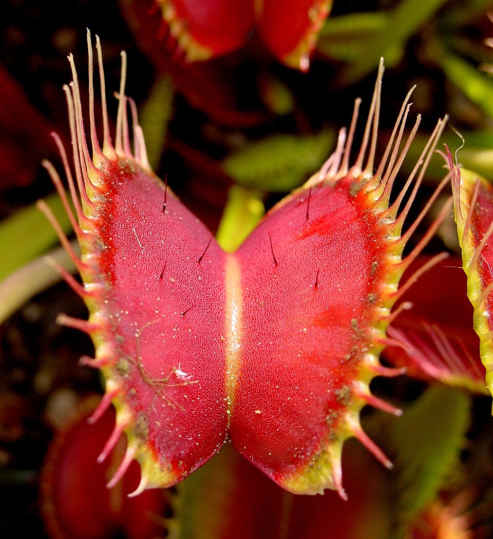 Venus Flytrap - Triton