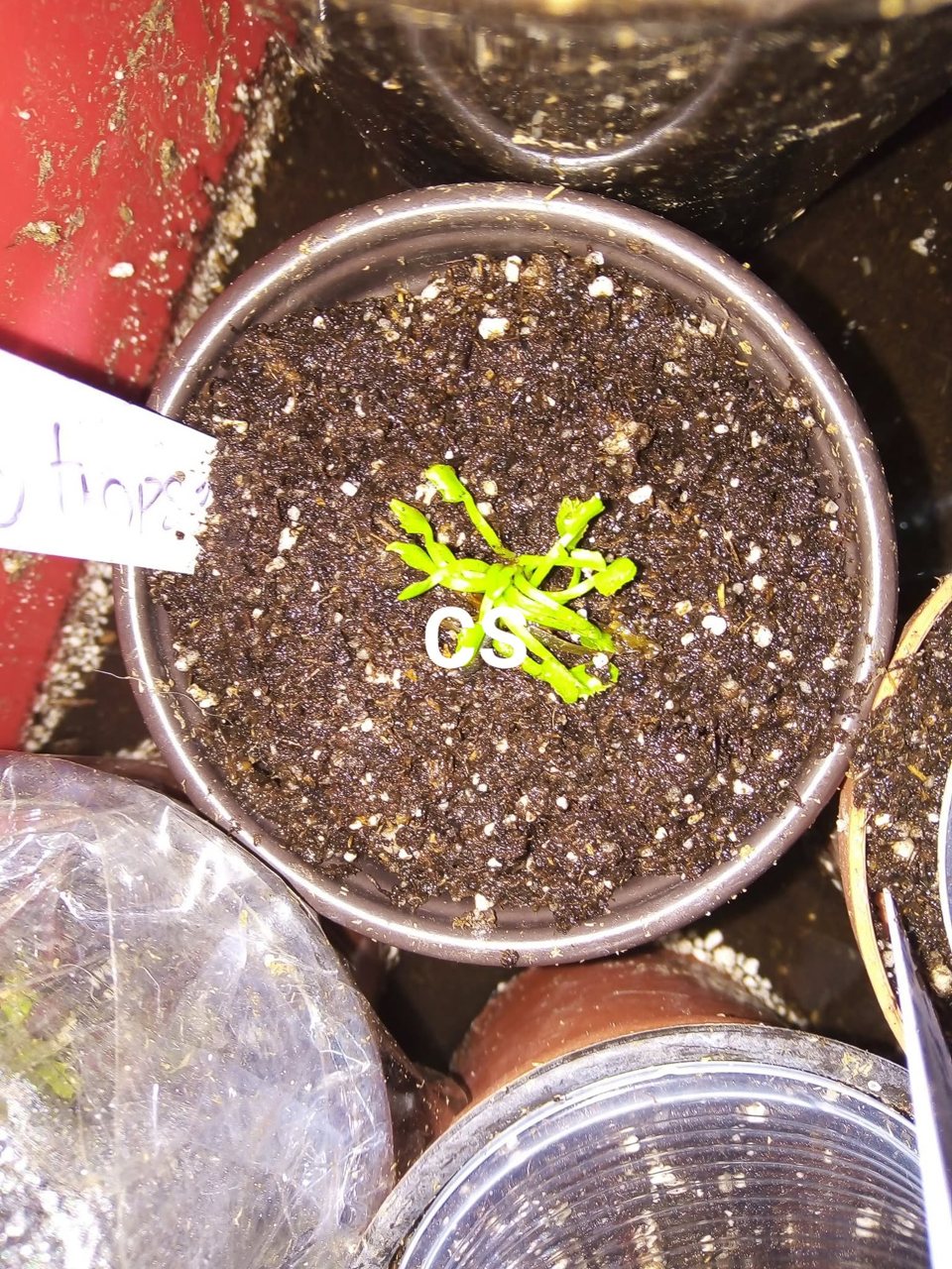 Venus Flytrap - Wacky Traps