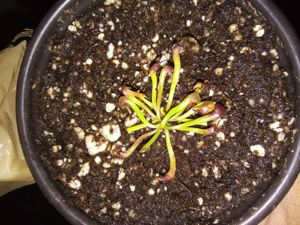 Darlingtonia californica - Cobra Lily