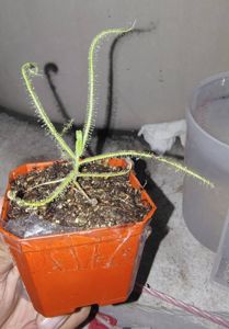 Drosera finlaysoniana