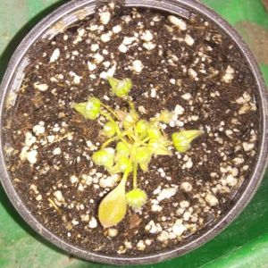 Cephalotus follicularis - Albany Pitcher Plant