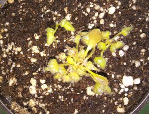 Cephalotus follicularis - Albany Pitcher Plant