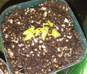 Cephalotus follicularis - Albany Pitcher Plant