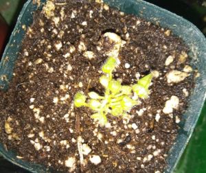Cephalotus follicularis - Albany Pitcher Plant
